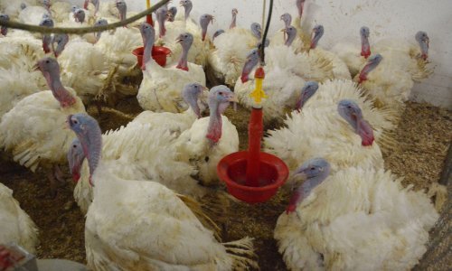 Na Vindijinoj farmi purana pojavila se ptičja gripa, počela eutanazija