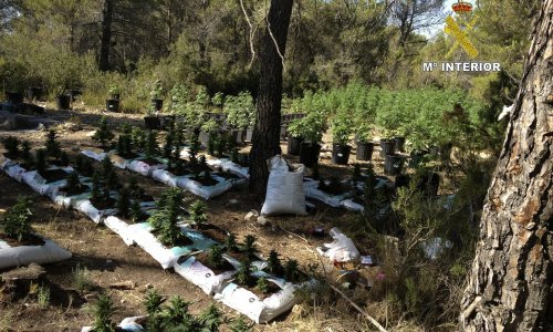 Španjolska postala svjetska plantaža marihuane