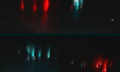 Kod Splita prvi put snimljeni rijetki vatrenjaci