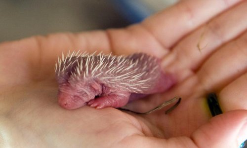 Pa dobro, ima li išta slađe od bebe ježa