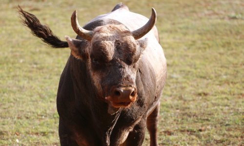 Potraga za bikom u Slatini; Mesoprerada će se pobrinuti da bik sretno živi na slobodi na farmi u društvu vrsnih krava