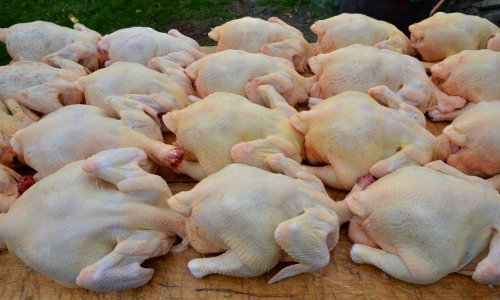 Prodavat će se u grumenima: Singapur prvi dozvoljava prodaju piletine iz laboratorija