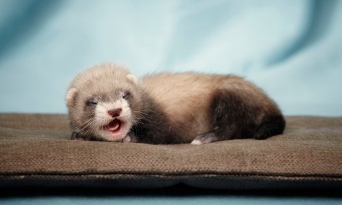 U Sloveniji zabilježen prvi slučaj zaraze kućnog ljubimca koronavirusom