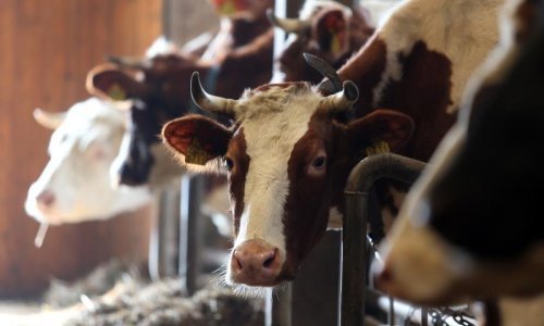 Srpski kralj mesa najavio masovna otpuštanja u Slavoniji