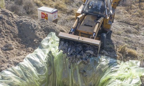 Francuska isključuje mutirani koronavirus na farmi nerčeva