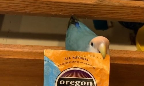 Dresirali ste psa da vam donosi papuče? To nije ništa - ovaj papagaj otvara paketiće čaja!