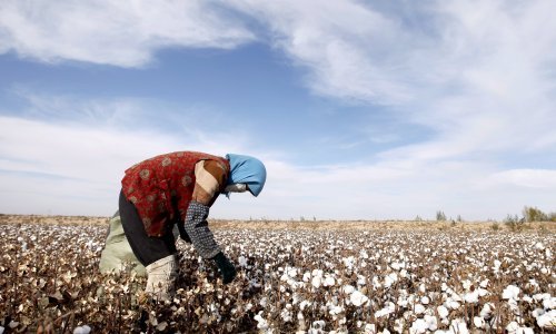 Borci za ljudska prava objavili: Više od 570.000 Ujgura prisilno bere pamuk u Xinjiangu