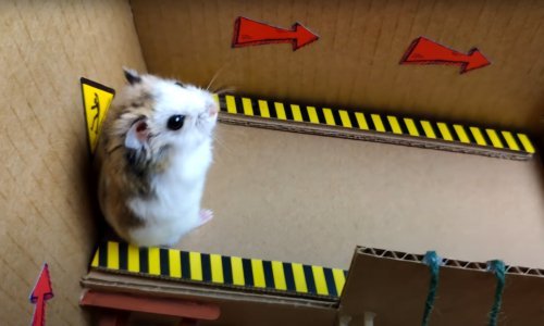 Slatki hrčak završio u tamnici: Uslijedio je odvažni bijeg