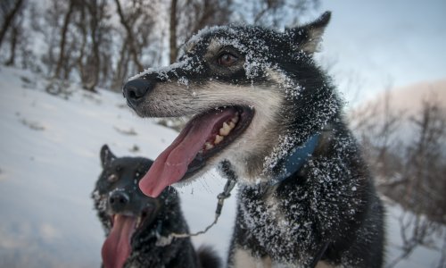 Psi pamte više nego što smo mislili