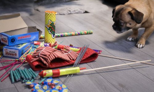 Prijatelji životinja pozdravljaju zabranu petardi