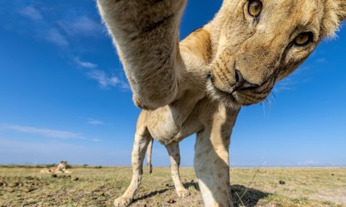 [FOTO] Jedna znatiželjna lavica naišla je na kameru, a onda su nastale fotografije kojih se ne bi posramili ni najveći influenceri