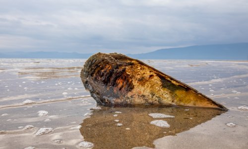 U moru loših vijesti dobre stižu s ušća Neretve: Vratile se periske?