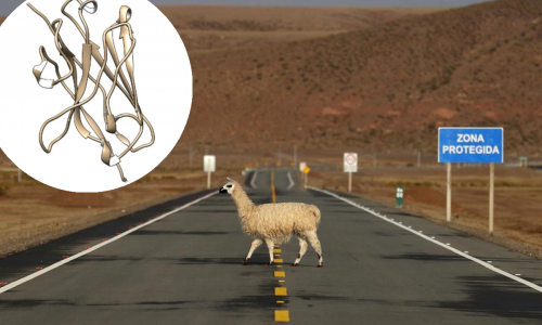 Sićušna antitijela koja proizvodi ljama mogu spriječiti zarazu koronavirusom. Ali to nije jedina dobra vijest