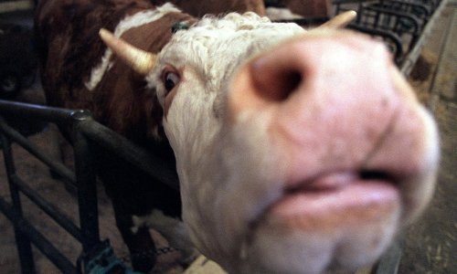 [FOTO/VIDEO] Sjećate li se ove smrtonosne i neizlječive pandemije zbog koje smo paničarili prije 20 godina?