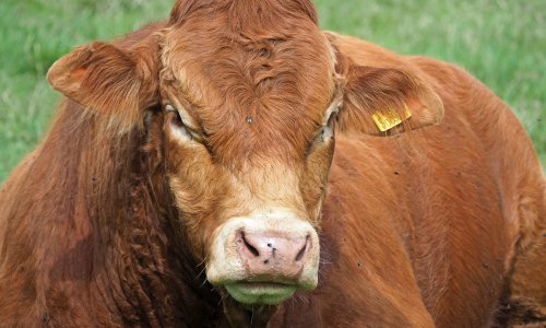 Podijeljeno 13,7 tona stočne hrane i otvorena skladišta u Petrinji i Glini