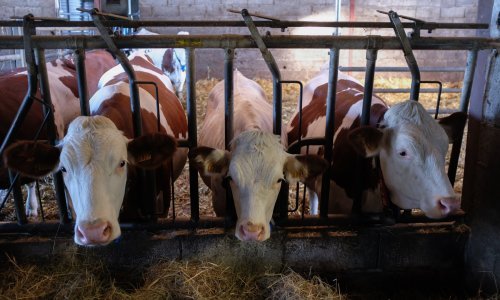 Sve manje muznih krava na hrvatskim farmama