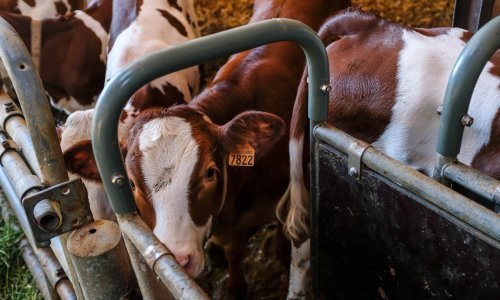 Udruga Baby Beef: Tovljači goveda već tri godine posluju s gubitkom