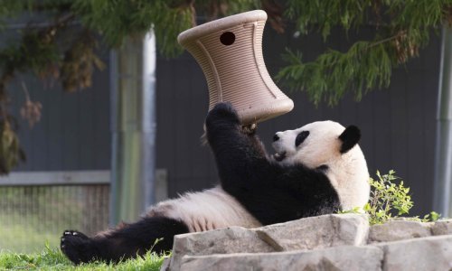 Panda Mei Xiang u zatočeništvu okotila blizance