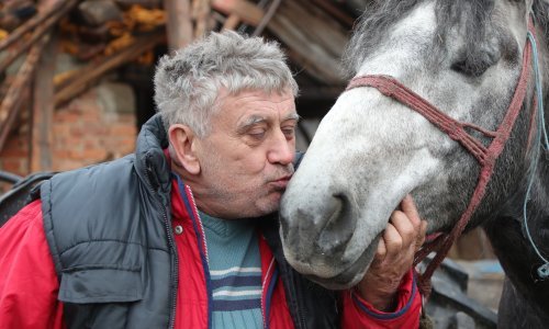 Prijatelji životinja apeliraju: Ne slavite petardama, ljudi su prestravljeni potresima!
