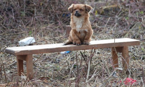 [FOTO/VIDEO] Prizor iz Majskih Poljana koji slama srce; pas čeka vlasnika koji neće doći