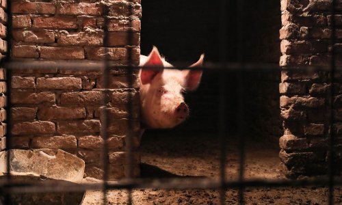 Pomoć za domaće životinje i kućne ljubimce s područja pogođenih potresima