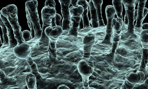 Znanstvenici objavili: Imunosni sustav 'pamti' koronavirus najmanje šest mjeseci