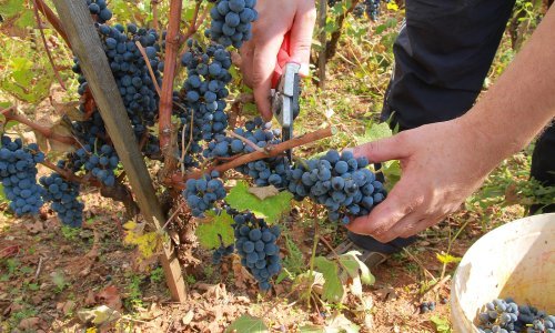 Hrvatski farmeri na mukama - ne mogu naći radnu snagu za berbu jer nezaposleni radije uzimaju socijalnu naknadu