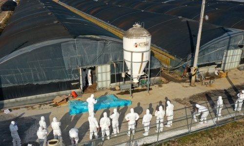 Indijom se širi ptičja gripa; usmrćuju se sve ptice u ograđenim prostorima