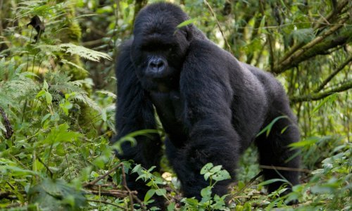 Prvi slučaj kod velikih majmuna: Osam gorila zaraženo koronavirusom