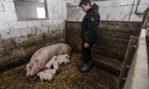 Vindija donira 16 tona stočne hrane stradalima na području Banije
