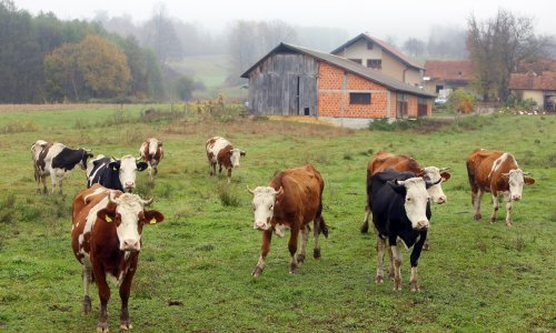 Hoće li stočarstvo na Baniji preživjeti posljedice potresa? Stručnjak upozorava da ni uz državnu potporu stvari ne izgledaju najbolje
