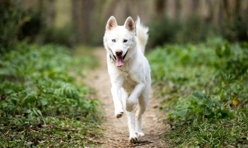 Prijatelji životinja podupiru odluku o cijepljenju pasa svake dvije ili tri godine