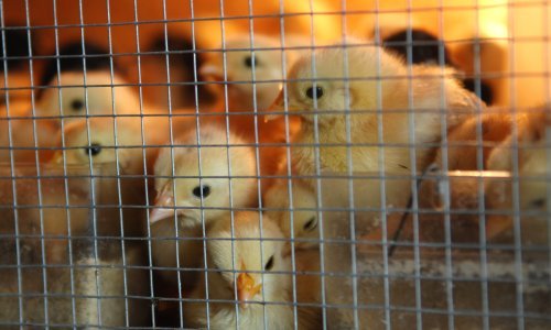 Njemačka zabranjuje usmrćivanje muških pilića