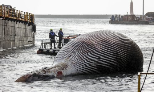 [FOTO] Na talijansku obalu izvučeno tijelo jednog od najvećih kitova pronađenih na Mediteranu
