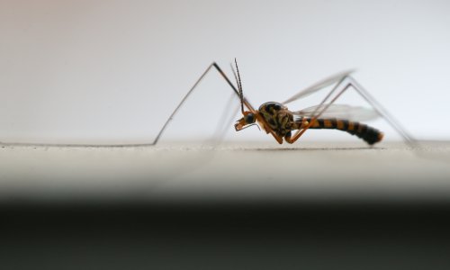 Što je virus Zapadnog Nila zbog kojeg je preminula Mira Furlan