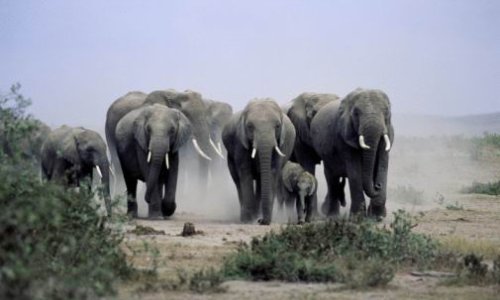 Pokolj slonova u Čadu