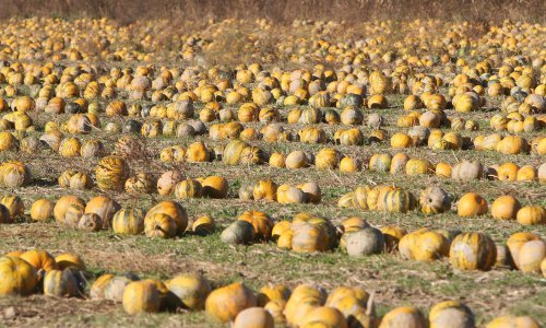 S tržišta se povlači Premium bučino ulje Vallis aurea