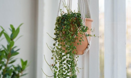 Vole svjetlost: Sobne biljke koje će uživati na sunčanoj strani vašeg doma