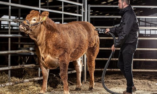 [FOTO] Pao europski rekord: Krava 'Posh Spice' u Engleskoj prodana za 299 tisuća eura