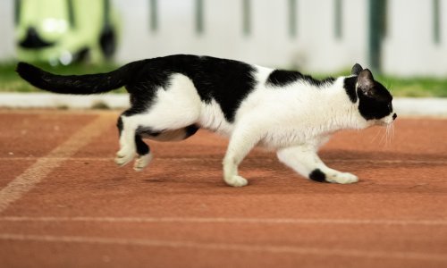 Seul najavio testiranje kućnih ljubimaca na koronavirus