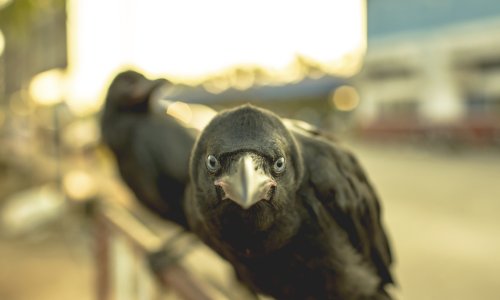 Kakve ptice: Vrane znaju kad ih špijuniraju!