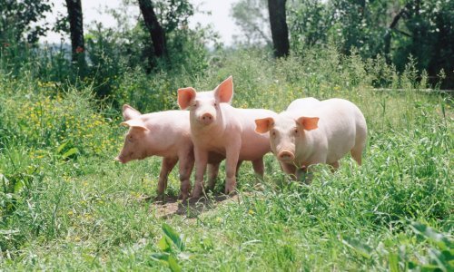 Njihova inteligencija odavno je poznata: Svinje uz pomoć joysticka naučile kako do nagrade