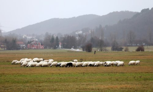 U Hrvatskoj je sve više i više stoke, najbrže napreduje sitnozuba i svinje