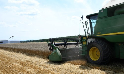 Površine pod žitaricama lani povećane 3,7 posto