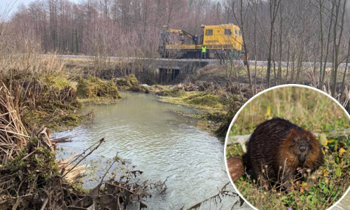 Mještanima dabrovi začepili odvodne kanale i zadavali im muke; danas su uklonjene brane koje su napravile ove zaštićene životinje