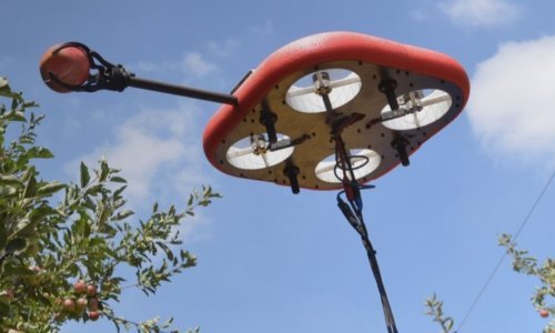 Nema rasipanja: Izraelski leteći roboti preuzeli poslove berača zrelog voća
