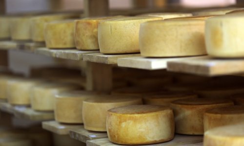 Hrvatski i slovenski proizvođači zajednički brendiraju ovčji sir iz Istre