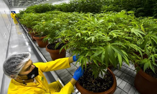 Kanabis nikad bliže legalizaciji u Njemačkoj. Nova vlada sigurno ukida zabrane, samo je pitanje koje