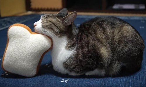 Ovo se zove dobro uravnotežen san