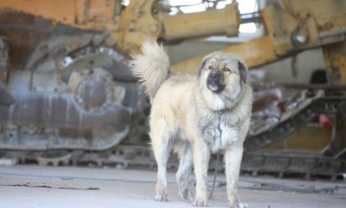 Peticiju za zabranu stalnog držanja pasa na lancu potpisalo 40.000 ljudi: 'Izađe inspekcija i što utvrdi, ništa!'